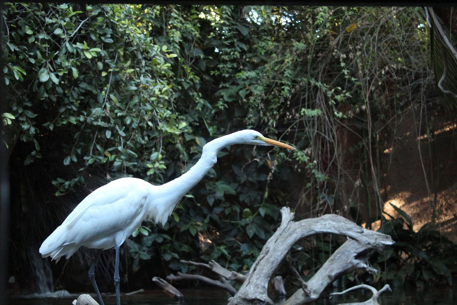 San Diego Zoo Part II 128